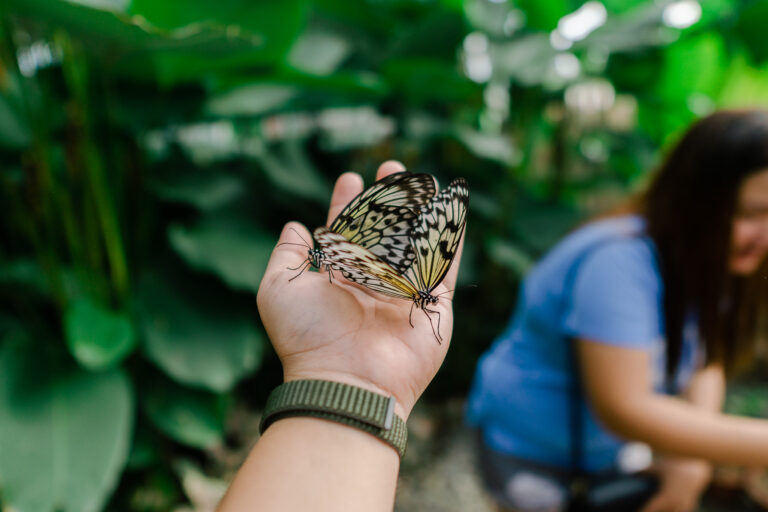 Discovering the Davao Butterfly Garden