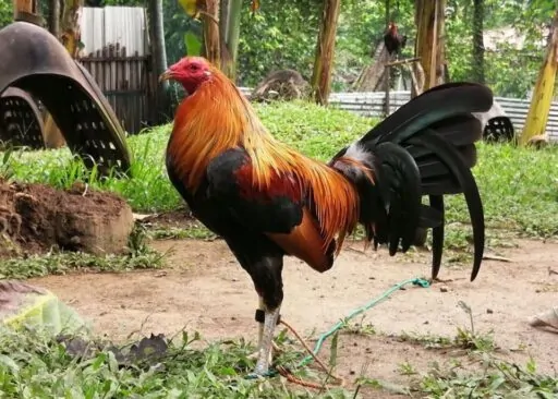 Game Farm – Tagum City