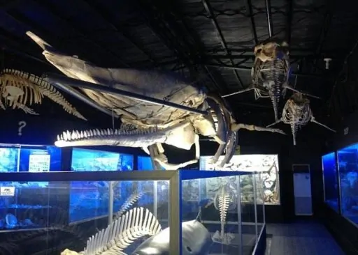 D’Bone Collector Museum – Davao City