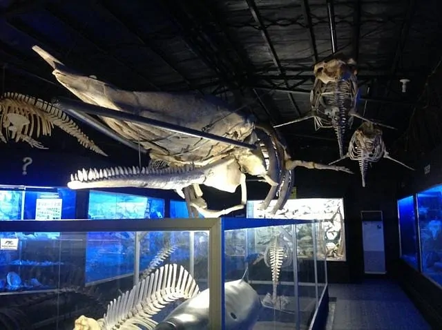 D’Bone Collector Museum – Davao City