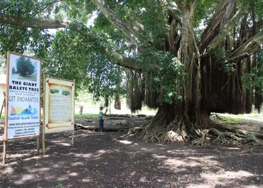 Giant Balete Tree – Samal