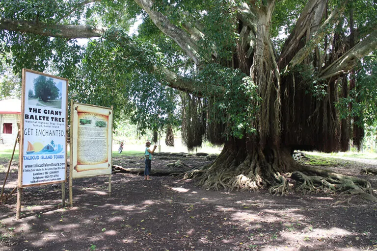 Giant Balete Tree – Samal