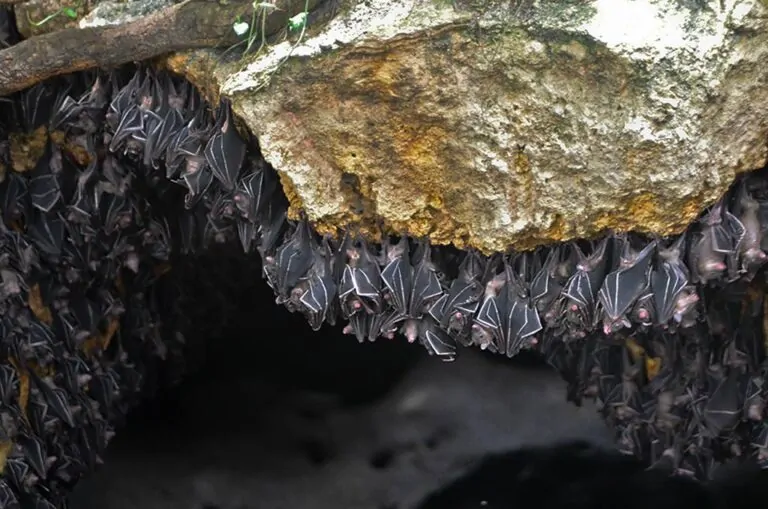 Montfort Bat Sanctuary – Samal