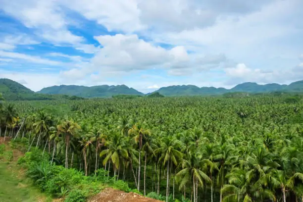 Coconut Farm View Deck – Siargao