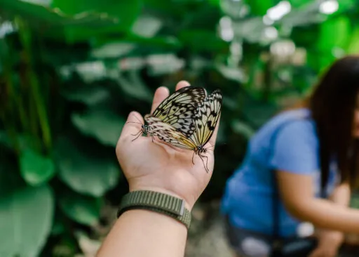 Discovering the Davao Butterfly Garden