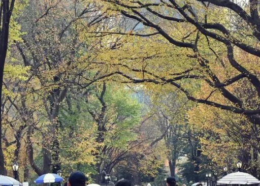 Central Park in New York