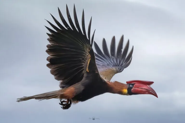 Kalaw Hornbill Sighting Brings New Hope for Bicol Forests